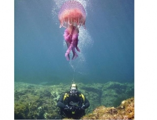 foto con medusa.jpg
